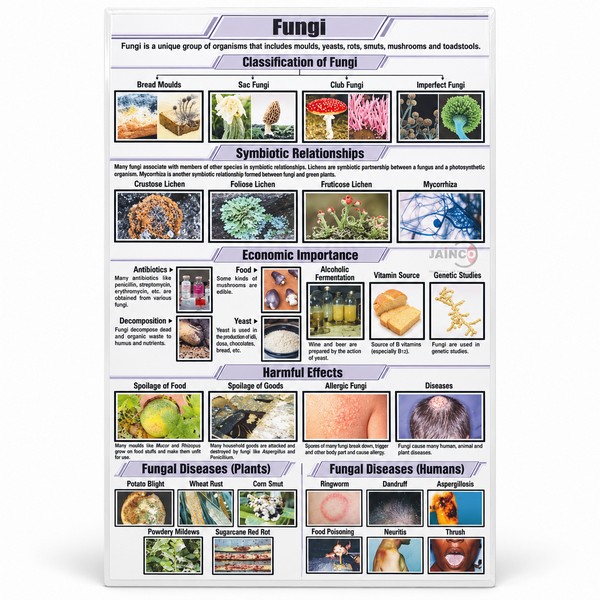 Fungi Chart